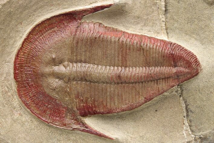 Colorful, Harpides Trilobite - Draa Valley, Morocco #230619